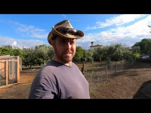 Un aperçu de chicken road