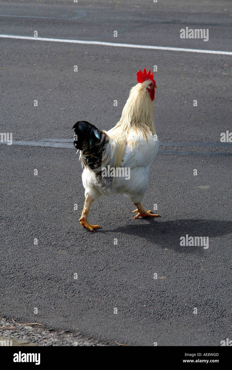 Juego chicken road, chicken road game