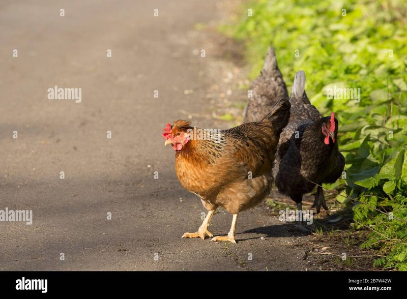 Netherlands - chicken road nederland