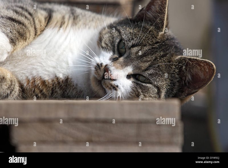 Best catspins Freispiele in Germany