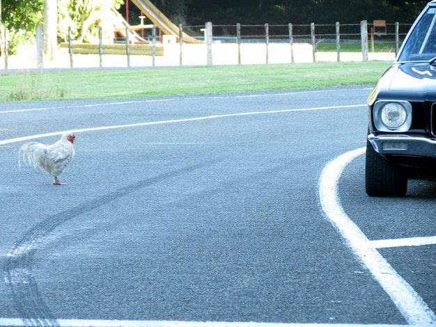 Best chicken road game in Spain