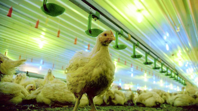 Entdecken Sie die Herausforderungen der Chicken Road im Online Casino in